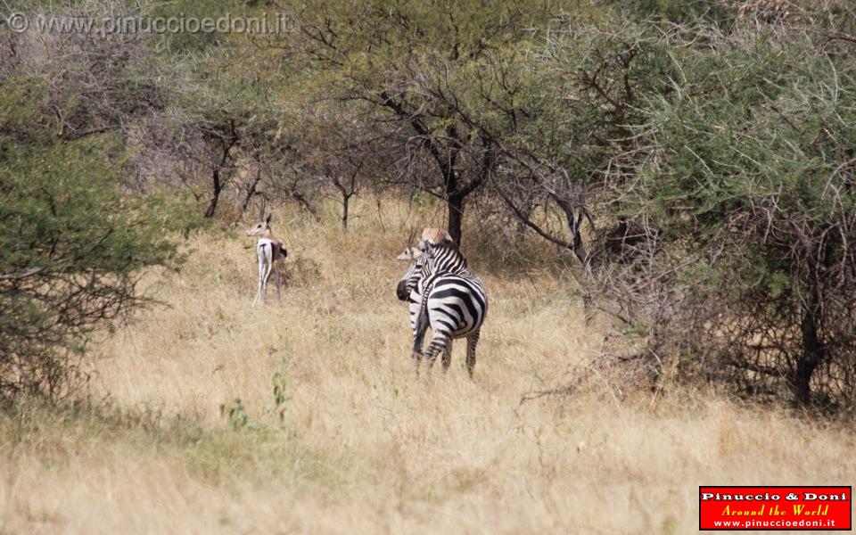 Ethiopia - Netch Sar Park - 72 - Antilope Bushbuck con zebra.jpg